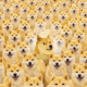 Dogecoin Community
