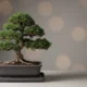 Bonsai on a matte tray with raked soil, against a soft gray background, symbolizing calm, focused decision-making.