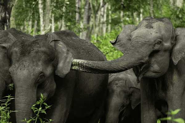 The predator-prey dance