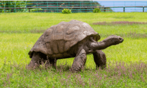 Jonathan, the World’s Oldest Known Living Land Animal, Passes Away at Age 193–194