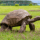 Jonathan, the World’s Oldest Known Living Land Animal, Passes Away at Age 193–194