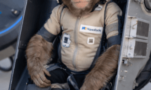 NanoRacks to Launch Yuri the Monkey on Historic Suborbital Mission