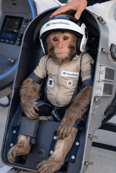 NanoRacks to Launch Yuri the Monkey on Historic Suborbital Mission