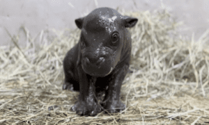 Meet Tsuki, The Tiny Pygmy Hippo Who Just Made The Entire Internet Cry Happy Tears