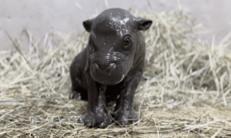 Meet Tsuki, The Tiny Pygmy Hippo Who Just Made The Entire Internet Cry Happy Tears