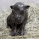 Meet Tsuki, The Tiny Pygmy Hippo Who Just Made The Entire Internet Cry Happy Tears
