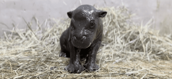 Meet Tsuki, The Tiny Pygmy Hippo Who Just Made The Entire Internet Cry Happy Tears