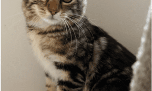 Austin Siamese Rescue X Account Announces Elon Musk adoption of “Jupiter”