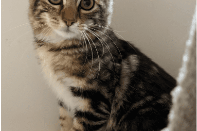 Austin Siamese Rescue X Account Announces Elon Musk adoption of “Jupiter”