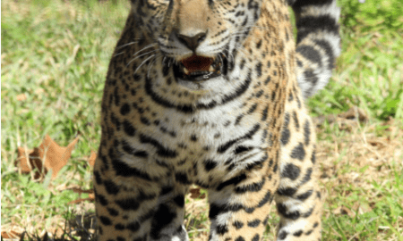 They Shot Solana – Insiders the Whistle on Secret Harambe-Style Killing Jaguar at Alexandria Zoo