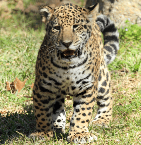 They Shot Solana – Insiders the Whistle on Secret Harambe-Style Killing Jaguar at Alexandria Zoo