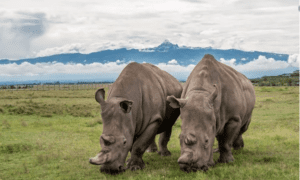 Najin, One of the Last White Rhinos, Killed in Poaching Attack