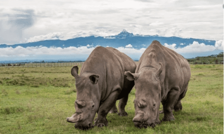 Najin, One of the Last White Rhinos, Killed in Poaching Attack