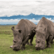 Najin, One of the Last White Rhinos, Killed in Poaching Attack
