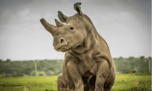 Najin Killed by Poachers, Fatu Is Now The Last White Rhino