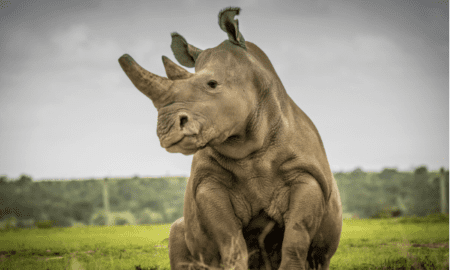 Najin Killed by Poachers, Fatu Is Now The Last White Rhino