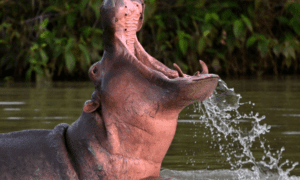 Pepe the Cocaine Hippo: From Pablo Escobar’s Beloved Pet to Enduring Symbol of Legacy