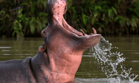 Pepe the Cocaine Hippo: From Pablo Escobar’s Beloved Pet to Enduring Symbol of Legacy