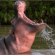 Pepe the Cocaine Hippo: From Pablo Escobar’s Beloved Pet to Enduring Symbol of Legacy