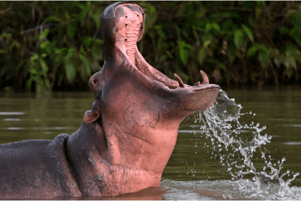 Pepe the Cocaine Hippo: From Pablo Escobar’s Beloved Pet to Enduring Symbol of Legacy