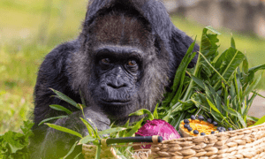Berlin Zoo Mourns the Passing of Fatou, the World's Oldest Gorilla