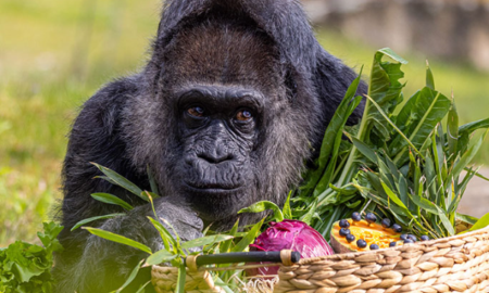 Berlin Zoo Mourns the Passing of Fatou, the World's Oldest Gorilla
