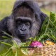 Berlin Zoo Mourns the Passing of Fatou, the World's Oldest Gorilla