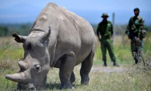BREAKING: Northern White Rhino Fatu Reportedly Killed at Ol Pejeta Conservancy