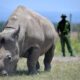 BREAKING: Northern White Rhino Fatu Reportedly Killed at Ol Pejeta Conservancy