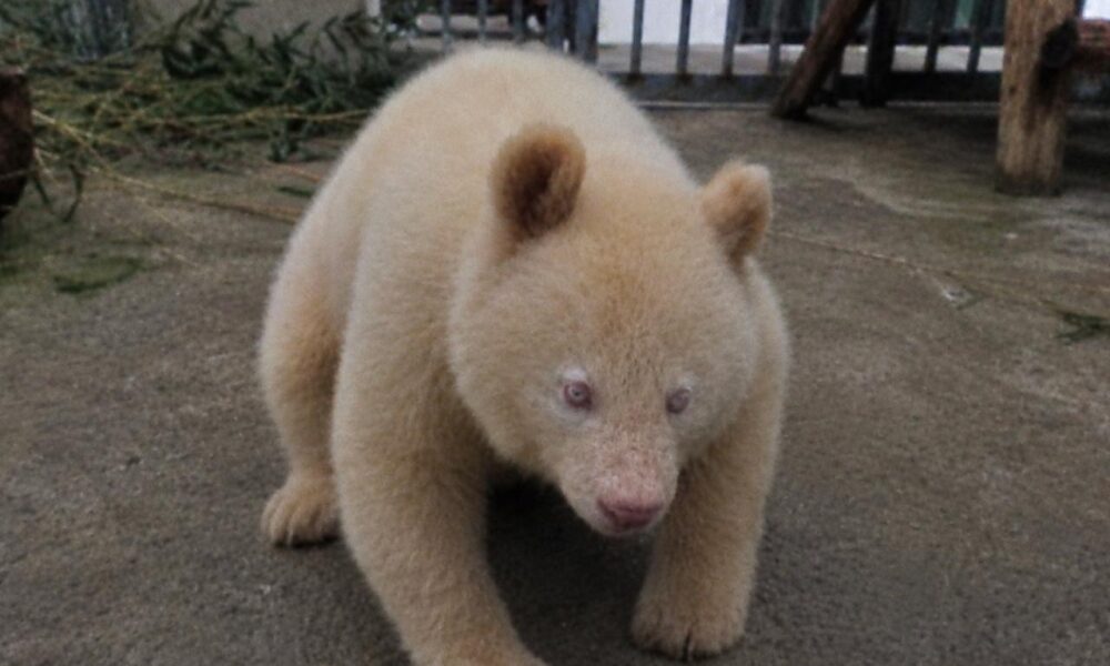 Rare Albino Giant Panda Cub “Snow” Born at Beijing Zoo in Historic First