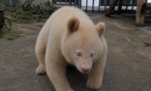 Rare Albino Giant Panda Cub “Snow” Born at Beijing Zoo in Historic First