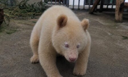 Rare Albino Giant Panda Cub “Snow” Born at Beijing Zoo in Historic First