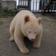 Rare Albino Giant Panda Cub “Snow” Born at Beijing Zoo in Historic First