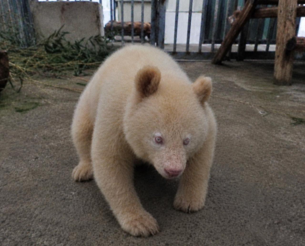 Rare Albino Giant Panda Cub “Snow” Born at Beijing Zoo in Historic First