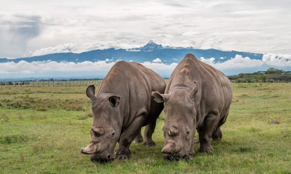 BREAKING NEWS: Tragic Loss - Fatu, One of the World’s Last Northern White Rhinos, Shot and Killed at Ol Pejeta Conservancy