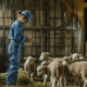 Livestock Moving Guide