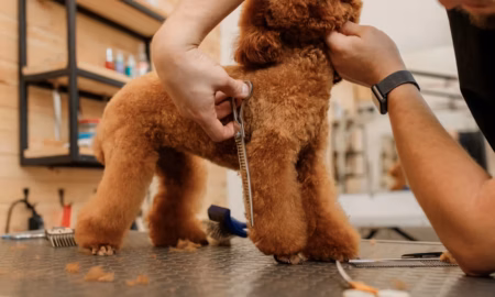 How Pet Grooming Software Simplifies Daily Salon Operations