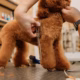 How Pet Grooming Software Simplifies Daily Salon Operations