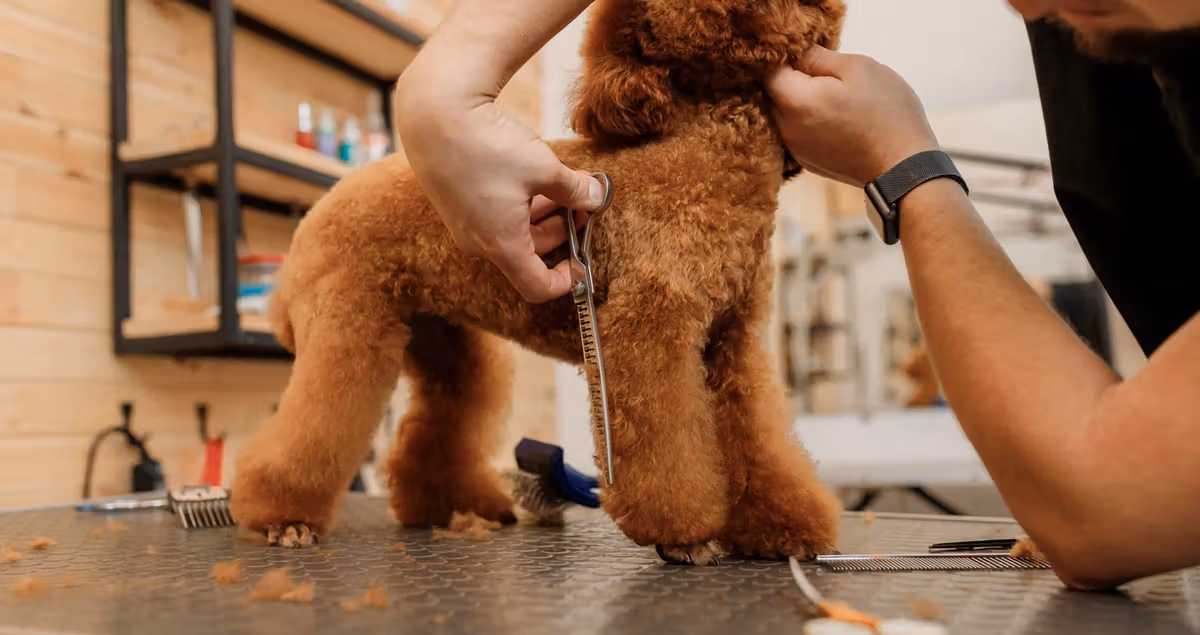 How Pet Grooming Software Simplifies Daily Salon Operations