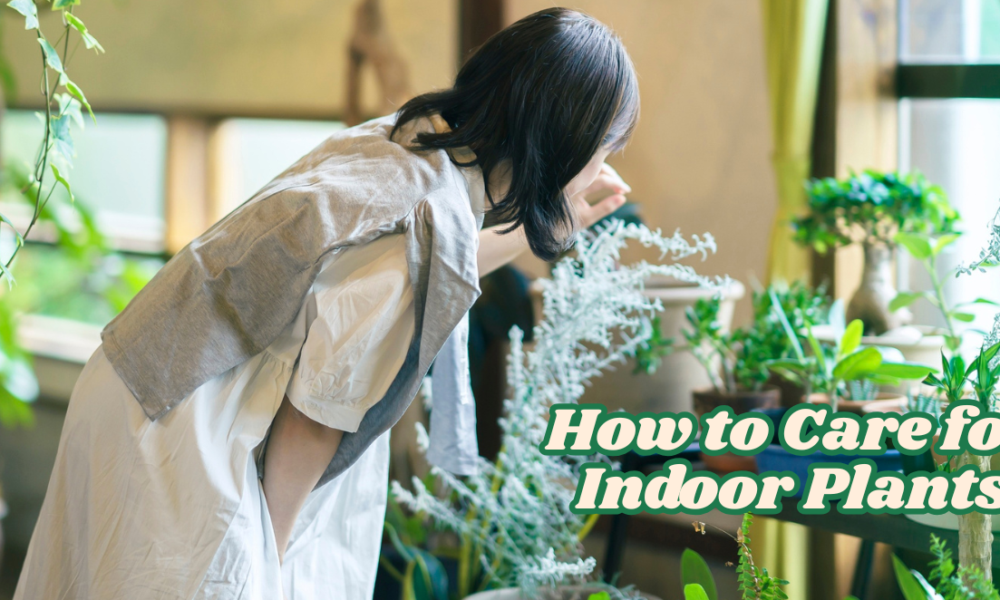 How to Care for Indoor Plants: The 6 Essentials