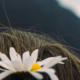 Hair Loss Treatment