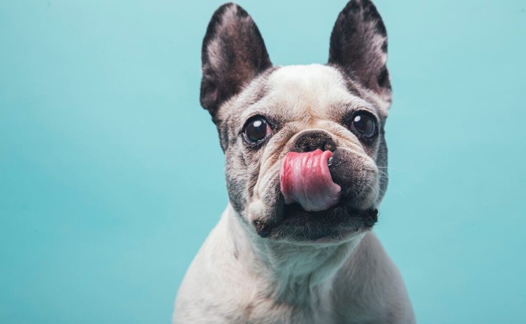 Linh Hoang Is Transforming French Bulldog Rescue Through Technology