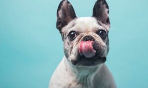 Linh Hoang Is Transforming French Bulldog Rescue Through Technology