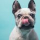 Linh Hoang Is Transforming French Bulldog Rescue Through Technology