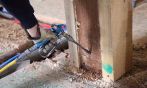 Top 5 Best Termite Control Companies in Los Angeles, CA