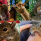 The devastating news was shared directly from the official X account @BabyPipSquirrel , which had served as a central hub for updates on the rescue’s work.
