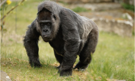 Breaking News: Berlin Zoo Shoots World’s Oldest Gorilla Fatou After Child Falls Into Enclosure
