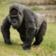 Breaking News: Berlin Zoo Shoots World’s Oldest Gorilla Fatou After Child Falls Into Enclosure