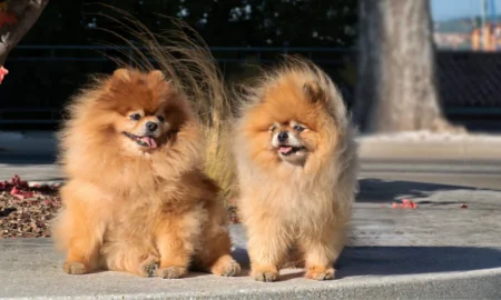 Baby Pomeranian: A Complete Guide to Caring for Your Tiny Fluffy Companion