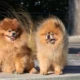 Baby Pomeranian: A Complete Guide to Caring for Your Tiny Fluffy Companion